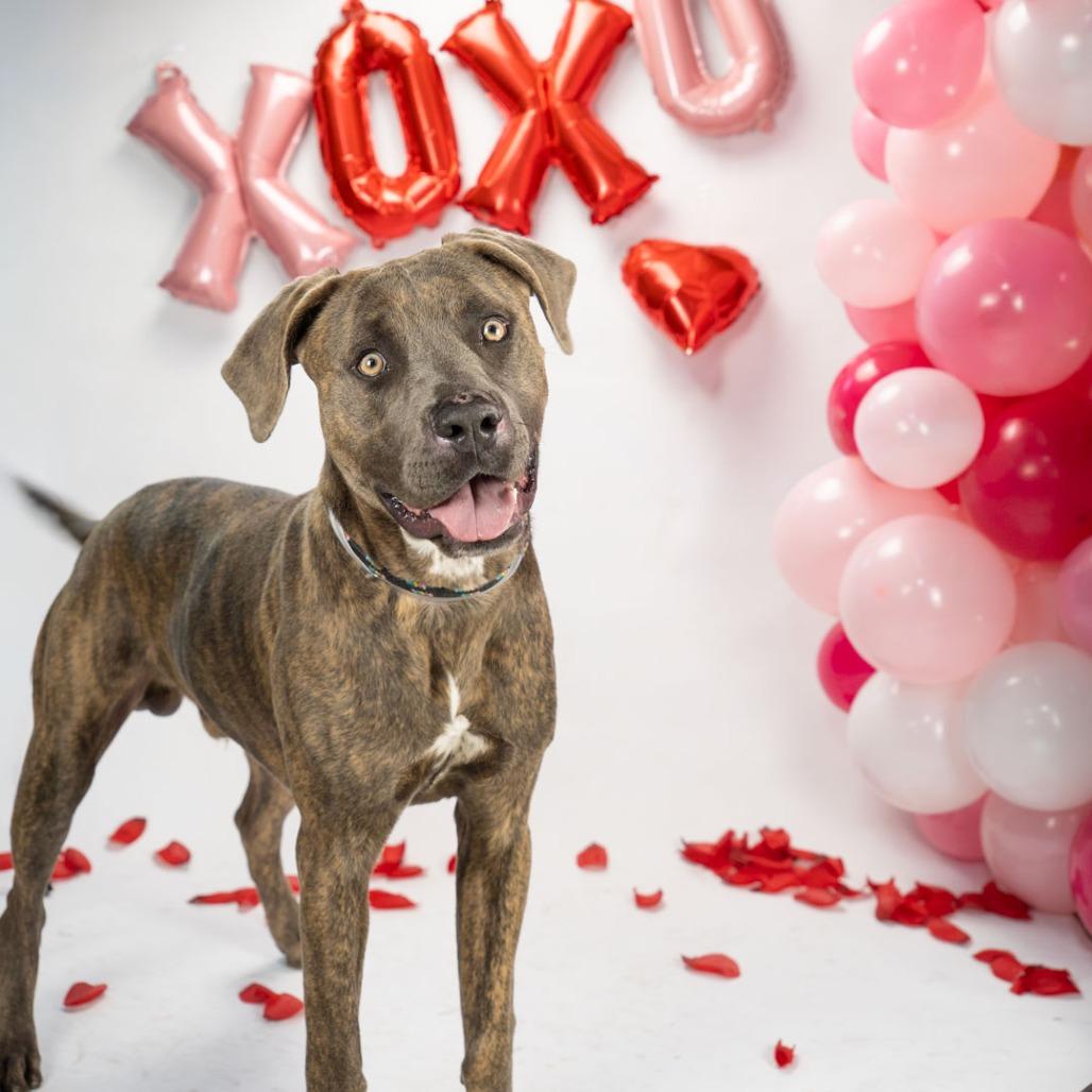 Kaiser, Adoptable, Young Male Pit Bull Terrier.