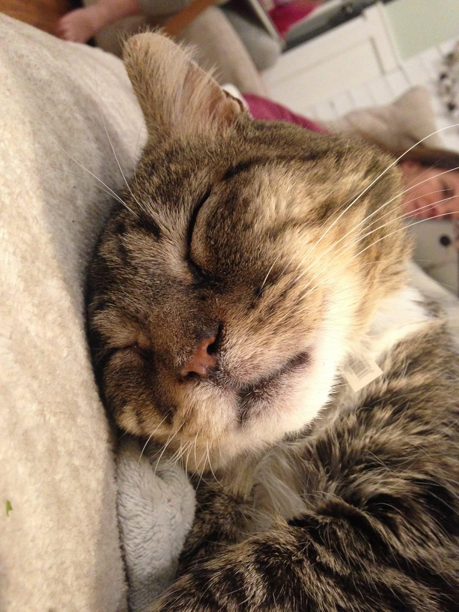 Enlarge Warrior, a ADOPTABLE Domestic Short Hair in Murfreesboro, TN image 2/2