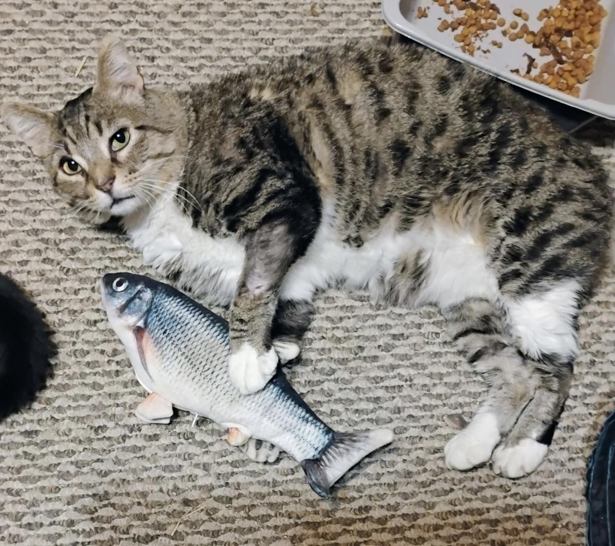 Warrior, ADOPTABLE, Adult Male Domestic Short Hair.