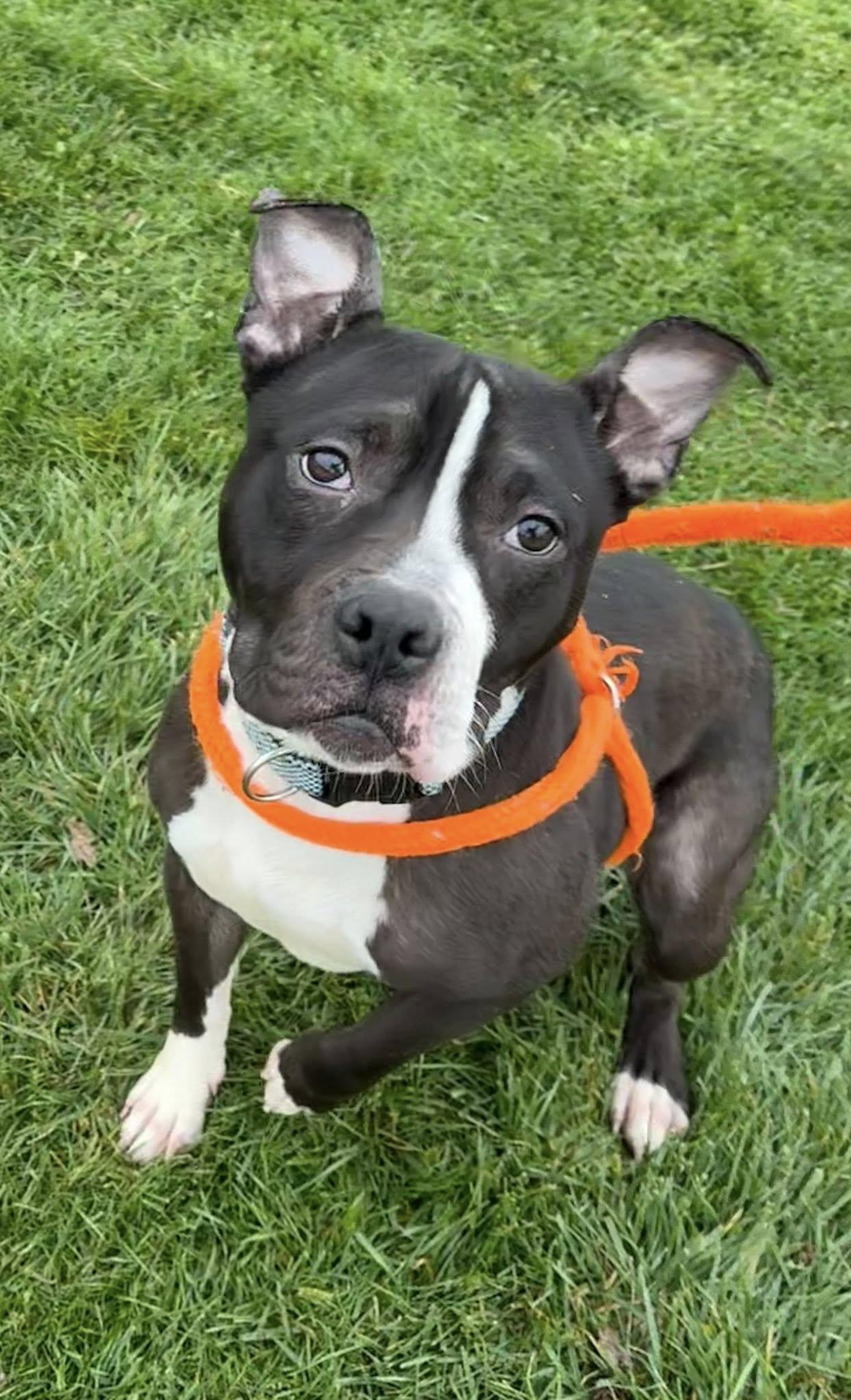 Cletus, Adoptable, Young Male Terrier.