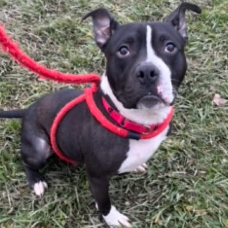 Cletus, a Adoptable Terrier in North Syracuse, NY image 3/3