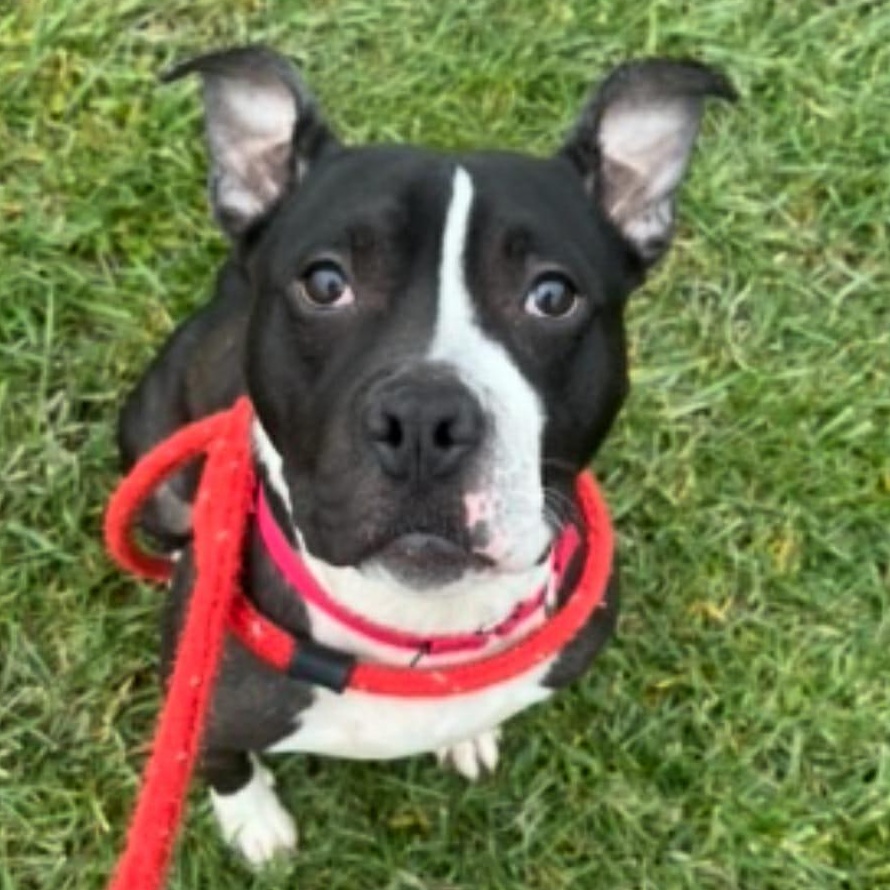 Cletus, a Adoptable Terrier in North Syracuse, NY image 2/3