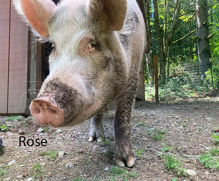 Poppy, Rose and Sweetpea, Adult Female unknown