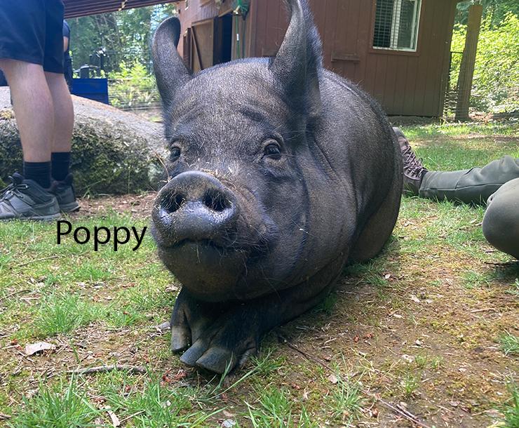 Poppy, Rose and Sweetpea