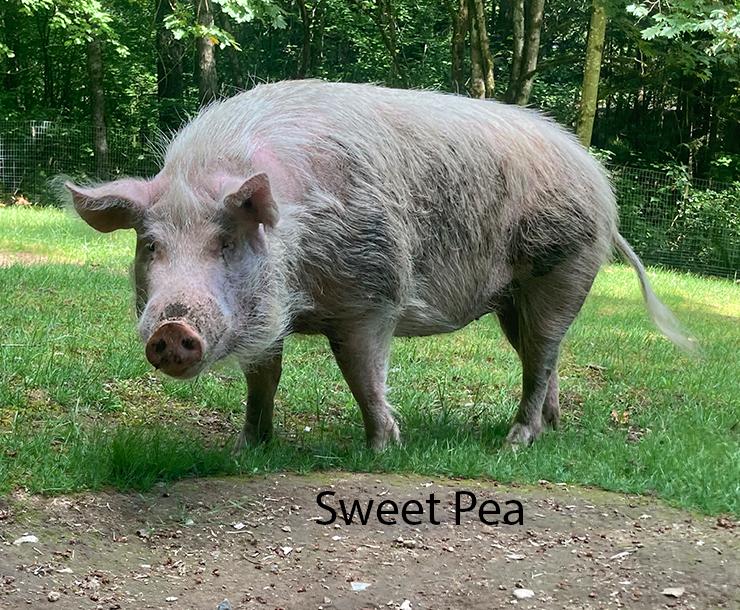 Poppy, Rose and Sweetpea