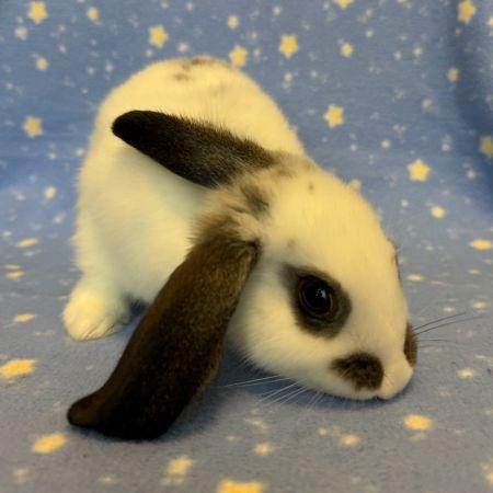 Enlarge Pistachio, a Adoptable Bunny Rabbit in Scotts Valley, CA image 1/1