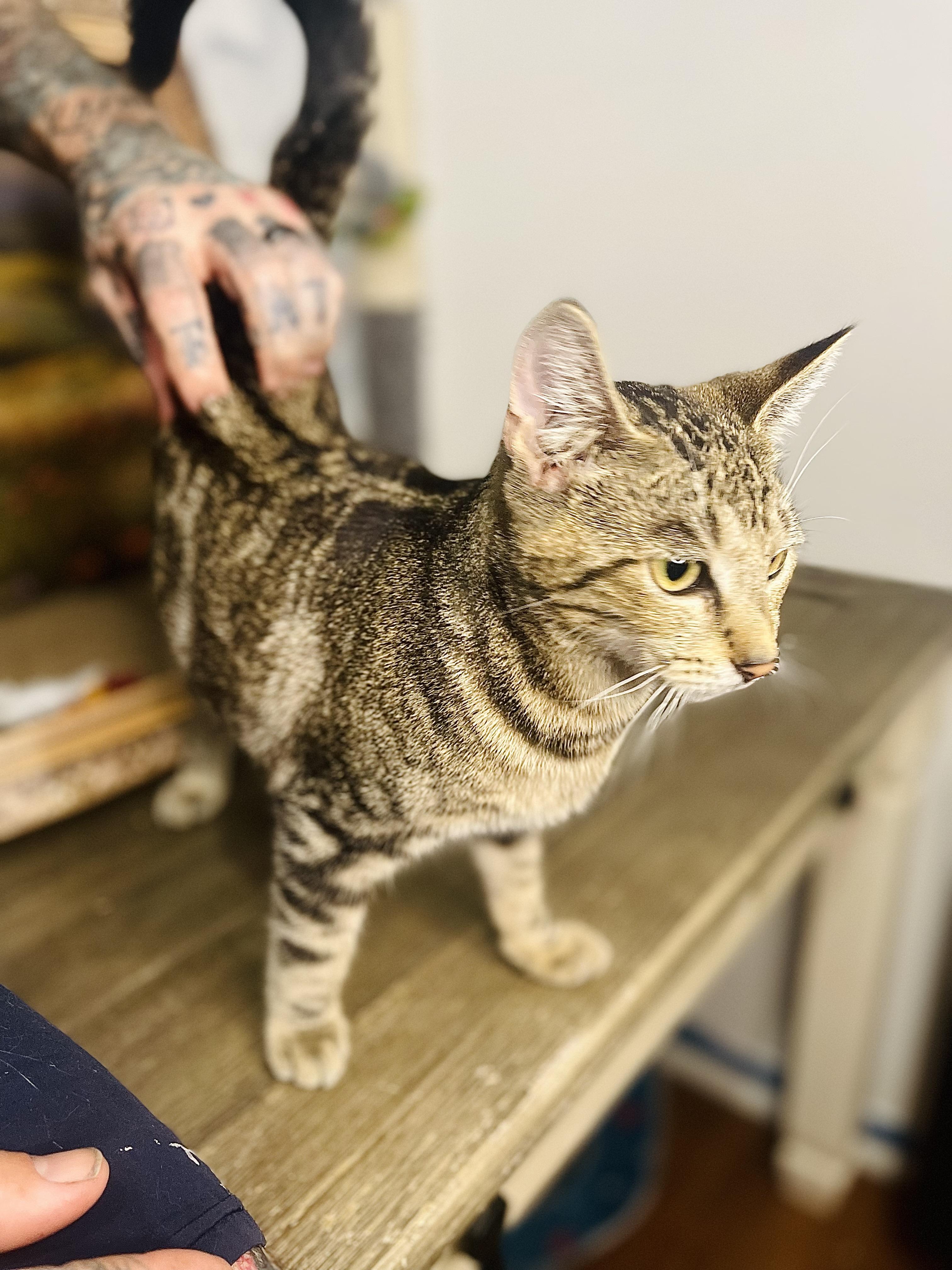 Enlarge Polly, a Adoptable American Shorthair in Fort Pierce, FL image 3/4