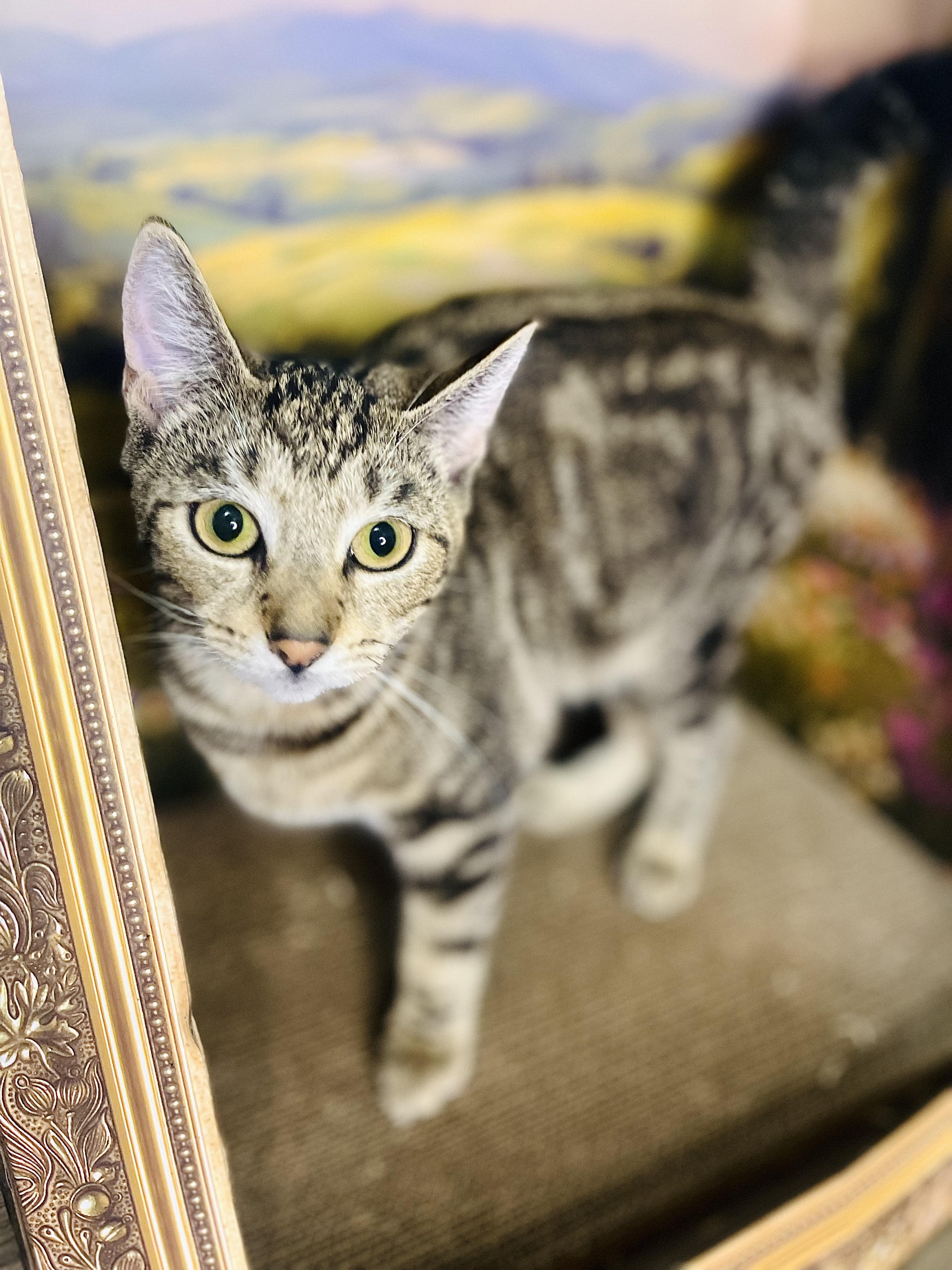 Polly, Adoptable, Young Female American Shorthair.