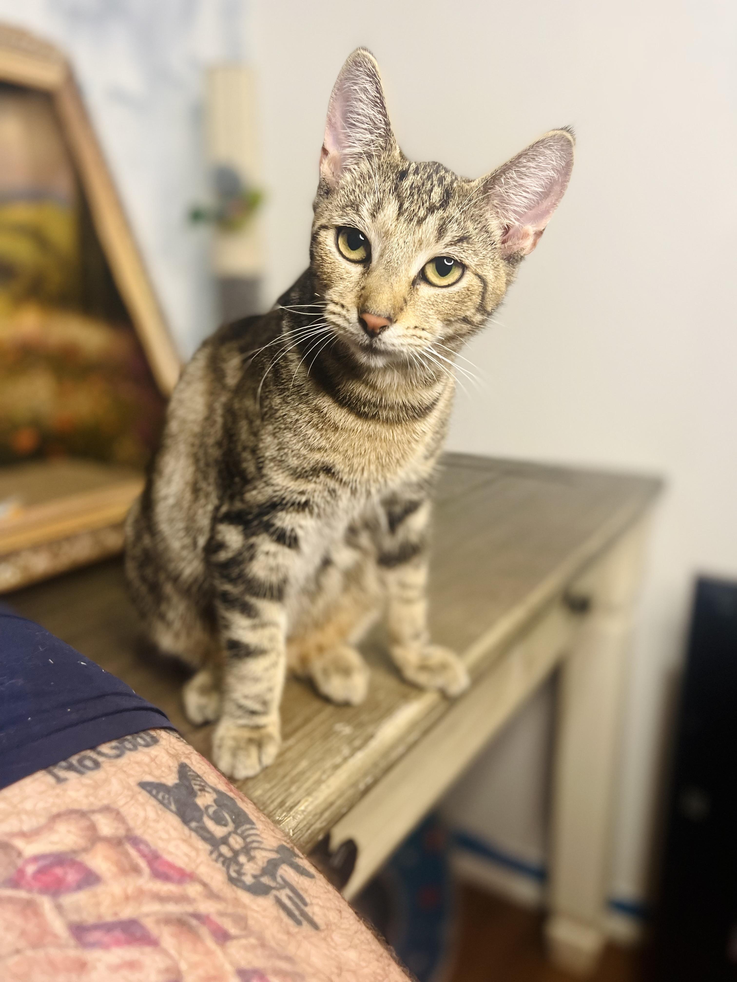 Enlarge Polly, a Adoptable American Shorthair in Fort Pierce, FL image 2/4