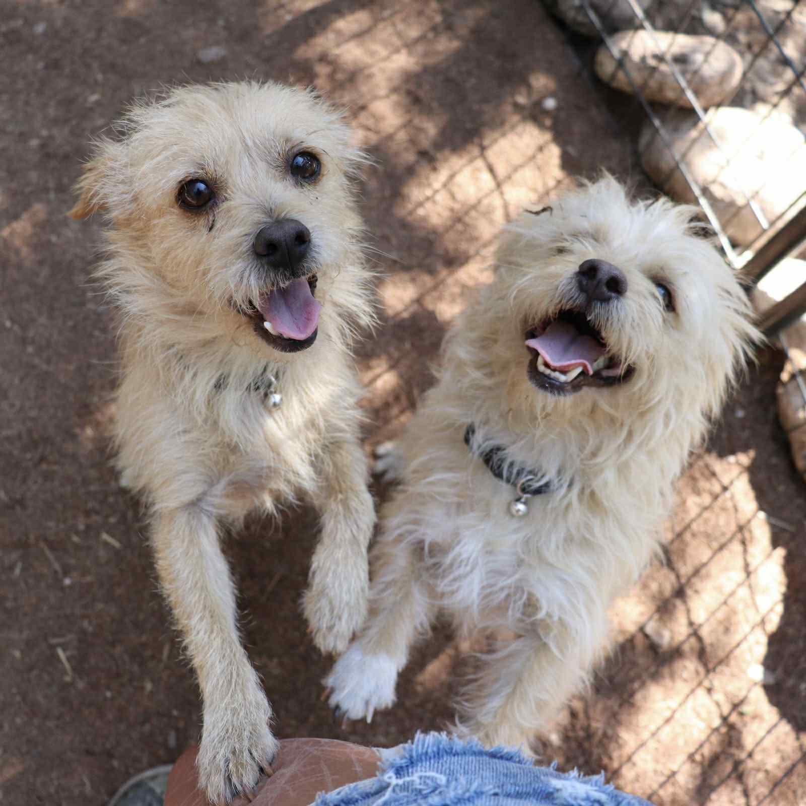 Pending - Tex and Rex (BONDED - must be adopted together), Adopted, Young Male Mixed Breed.