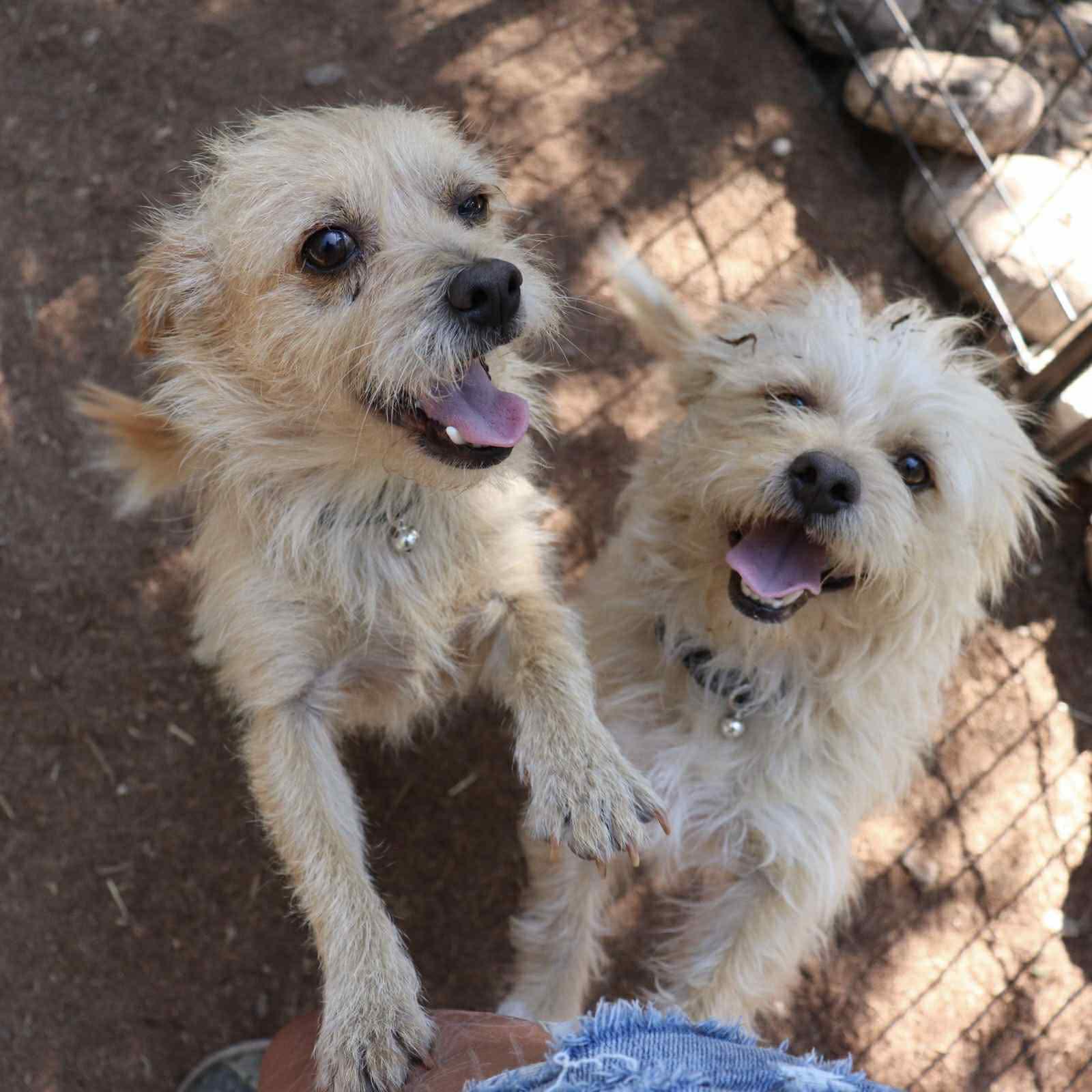 Enlarge Pending - Tex and Rex (BONDED - must be adopted together), a Adopted mixed breed in Paramus, NJ image 2/6