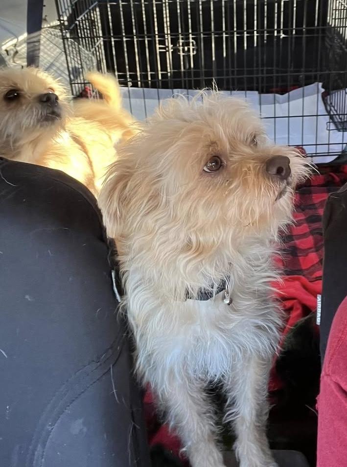 Enlarge Pending - Tex and Rex (BONDED - must be adopted together), a Adopted mixed breed in Paramus, NJ image 6/6