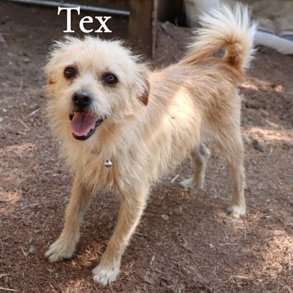 Enlarge Pending - Tex and Rex (BONDED - must be adopted together), a Adopted mixed breed in Paramus, NJ image 4/6