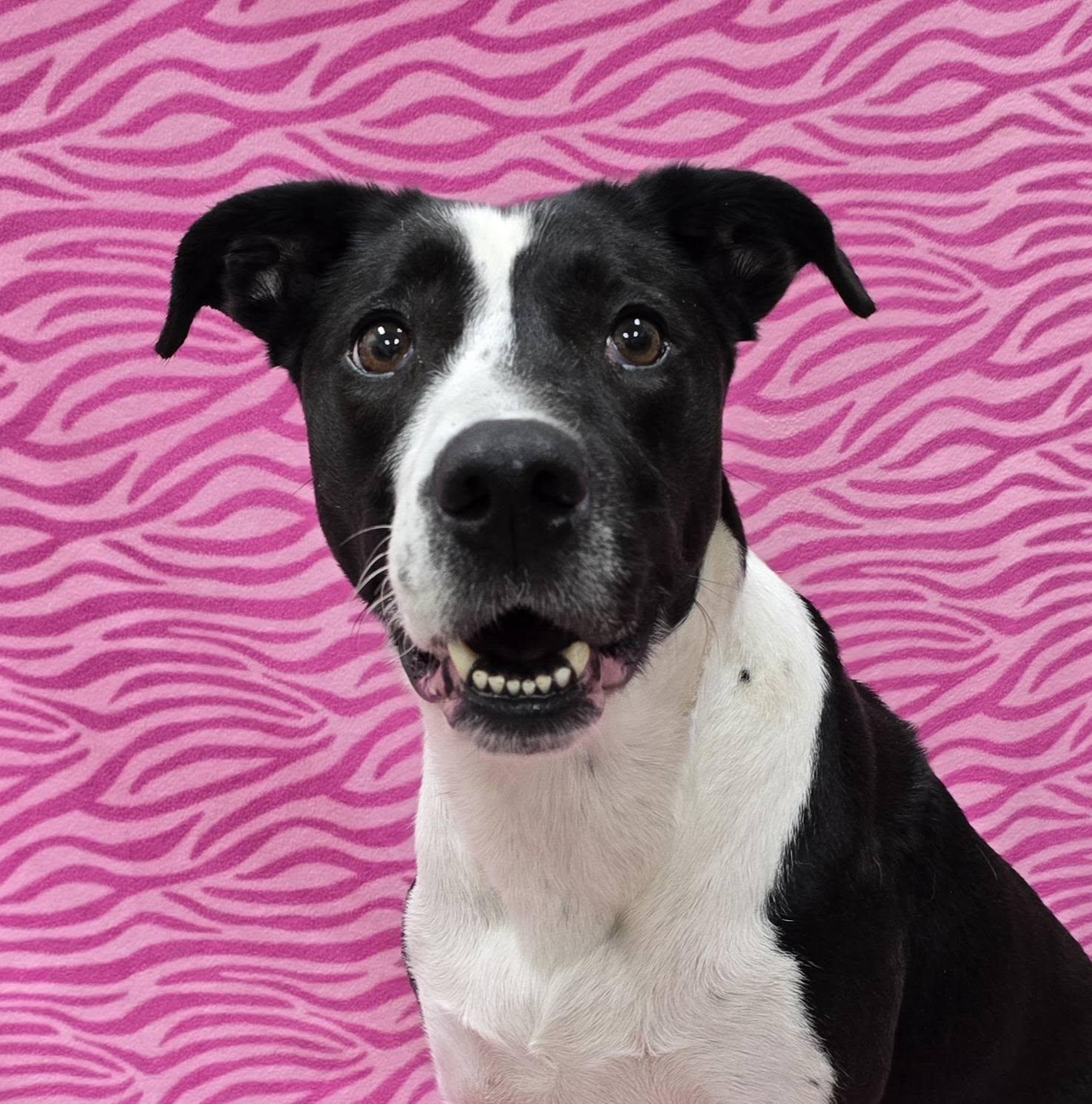 Enlarge Katrina, a ADOPTABLE Mixed Breed in Frankfort, IN image 1/5