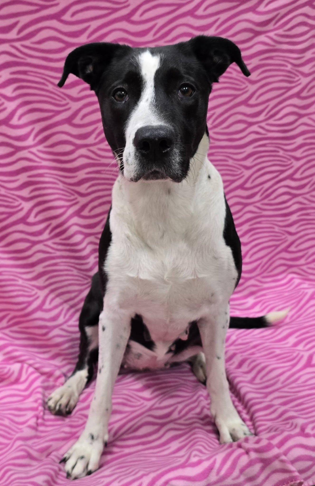 Enlarge Katrina, a ADOPTABLE Mixed Breed in Frankfort, IN image 5/5