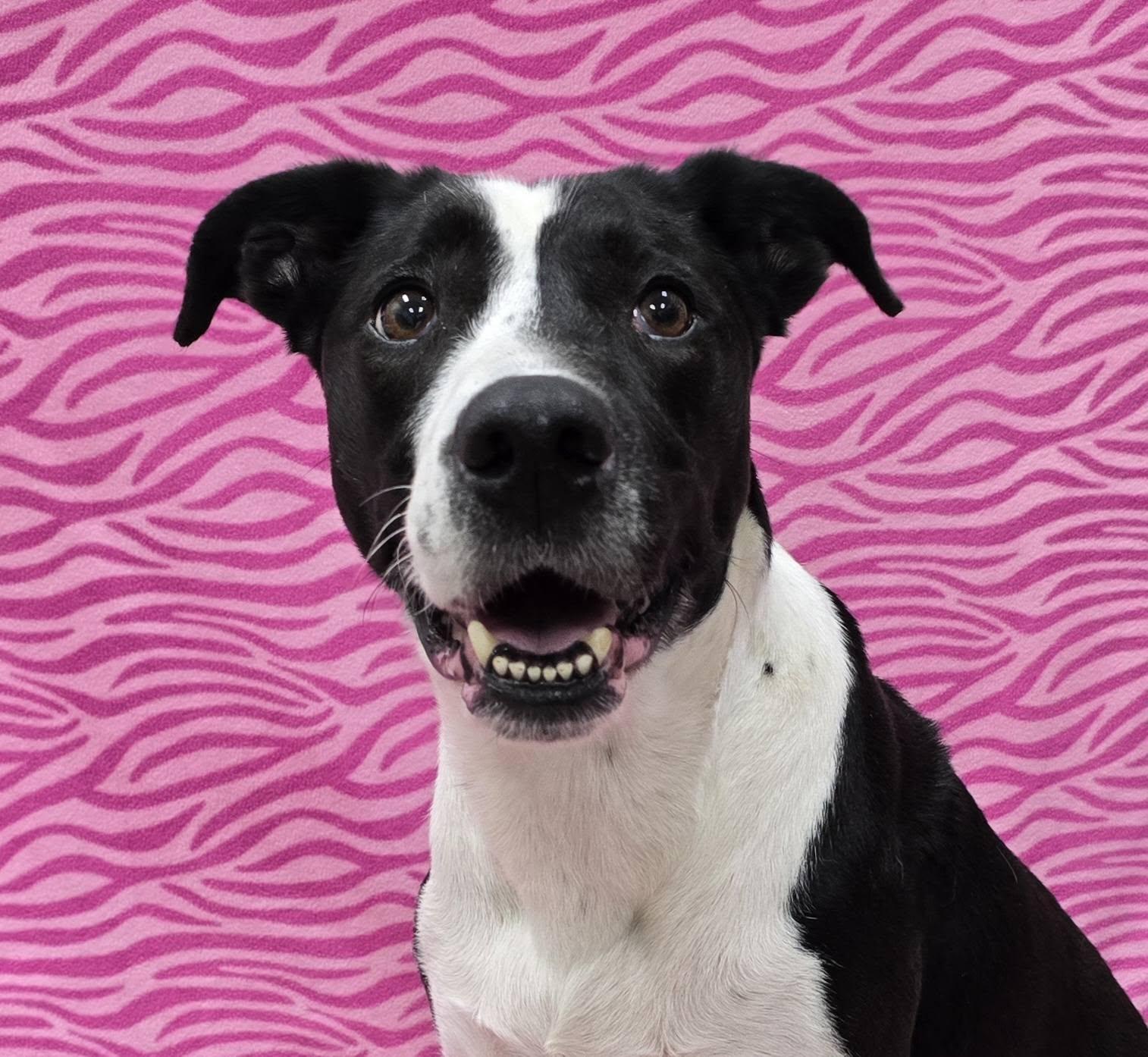 Enlarge Katrina, a ADOPTABLE Mixed Breed in Frankfort, IN image 3/5