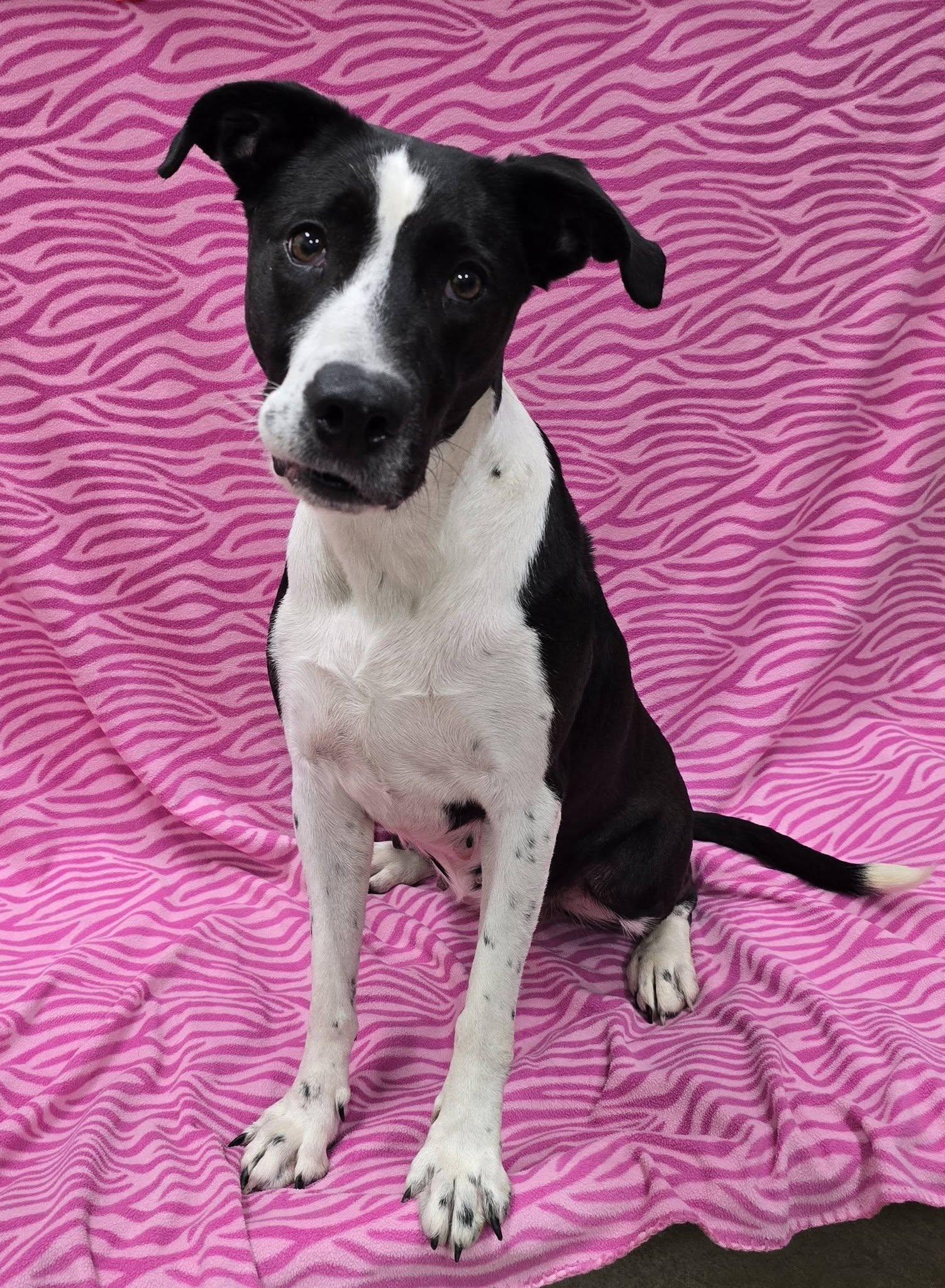 Enlarge Katrina, a ADOPTABLE Mixed Breed in Frankfort, IN image 2/5