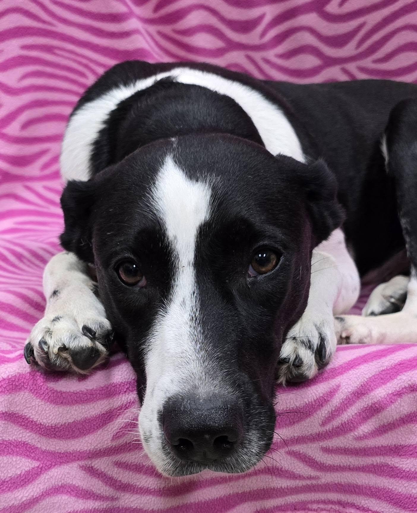 Enlarge Katrina, a ADOPTABLE Mixed Breed in Frankfort, IN image 4/5