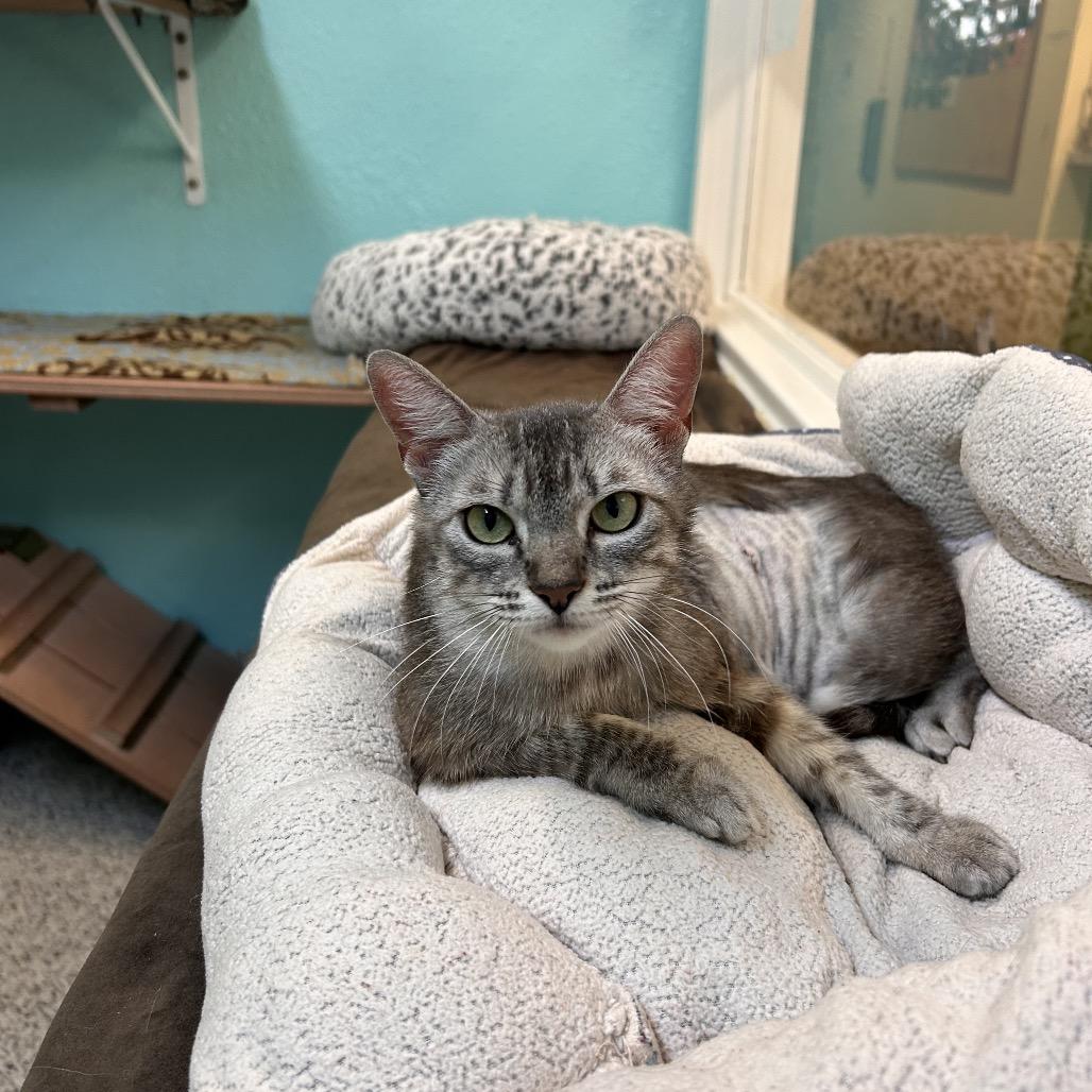 Jalapeno, Adoptable, Young Female Domestic Short Hair.