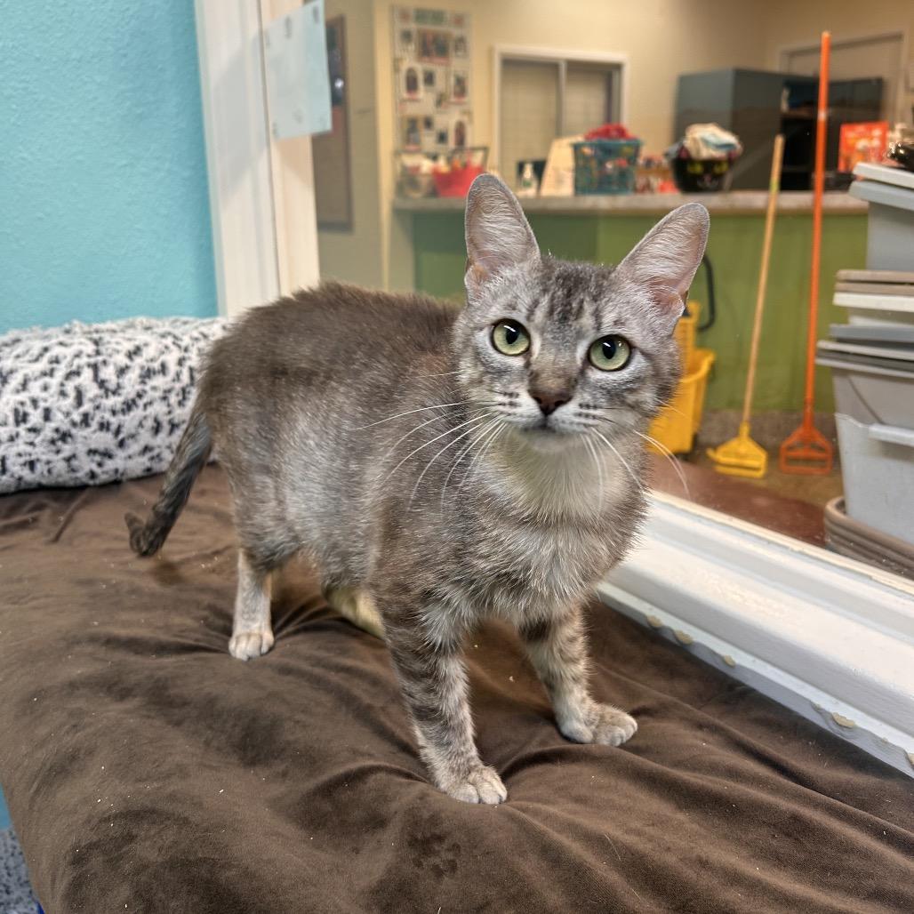 Enlarge Jalapeno, a Adoptable Domestic Short Hair in Fresno, CA image 2/4