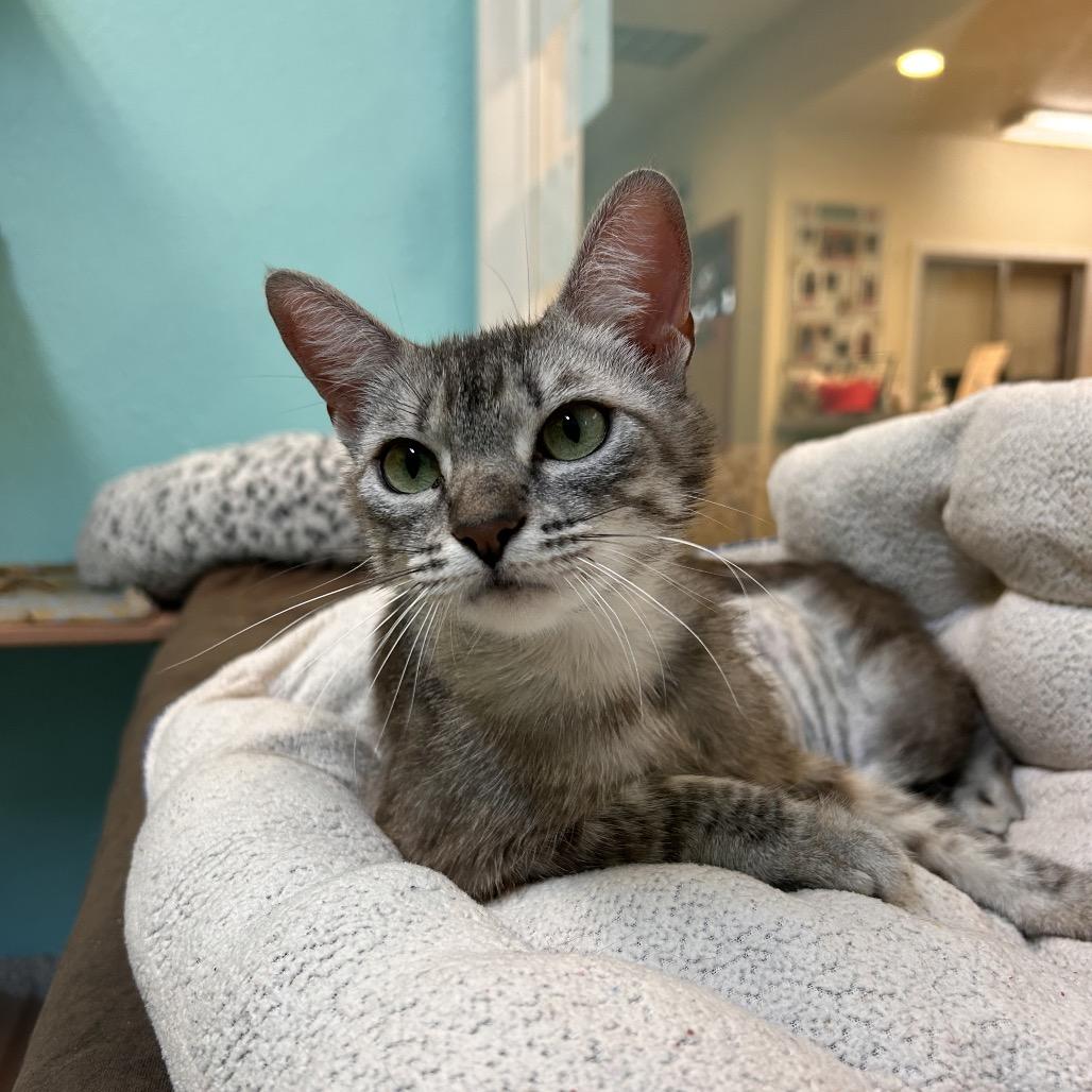 Enlarge Jalapeno, a Adoptable Domestic Short Hair in Fresno, CA image 3/4