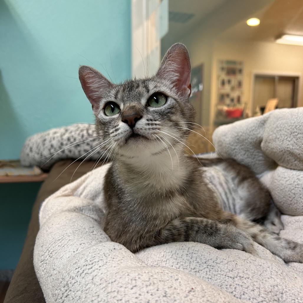 Enlarge Jalapeno, a Adoptable Domestic Short Hair in Fresno, CA image 4/4