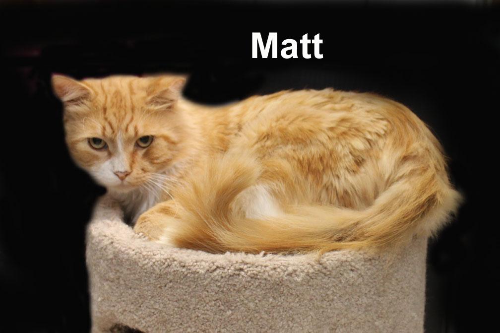 Matt Ricc. (very friendly and affectionate), an adopted mixed breed in Stowe, PA image 3/3