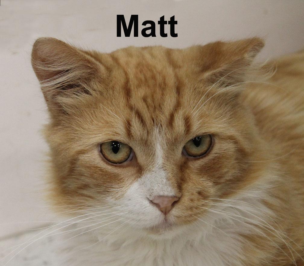 Matt Ricc. (very friendly and affectionate), adopted, Adult Male Domestic Long Hair & Tabby.