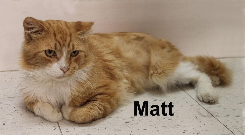Matt Ricc. (very friendly and affectionate), an adopted mixed breed in Stowe, PA image 2/3