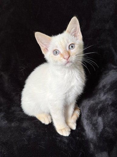 Gravy26, Adoptable, Kitten Male Siamese & Domestic Short Hair.