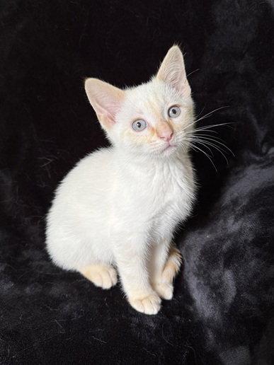 Enlarge Gravy26, a Adoptable mixed breed in Nashville, TN image 2/3