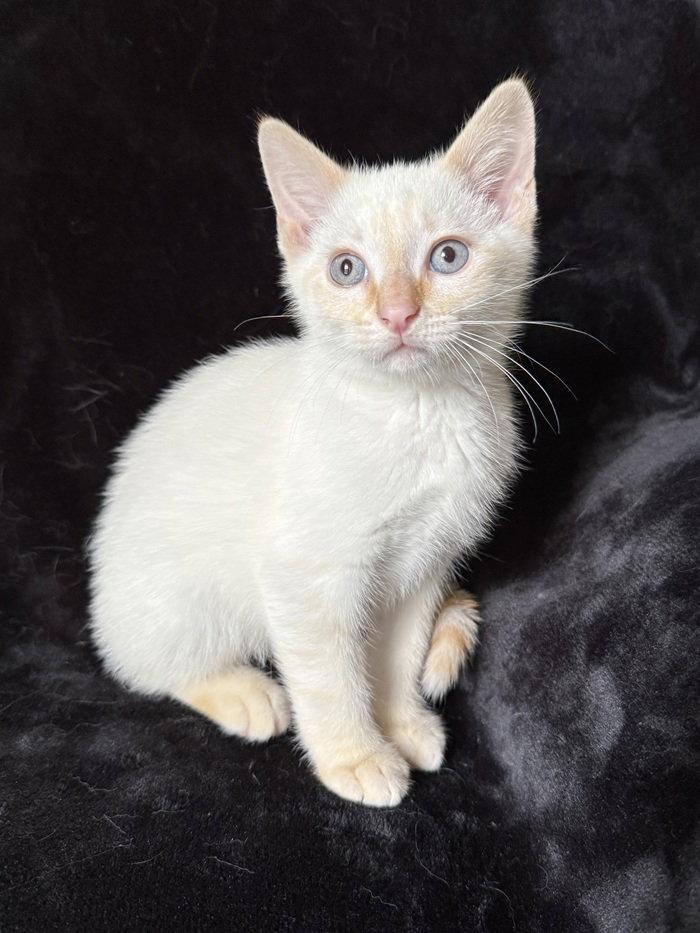 Enlarge Gravy26, a Adoptable mixed breed in Nashville, TN image 3/3