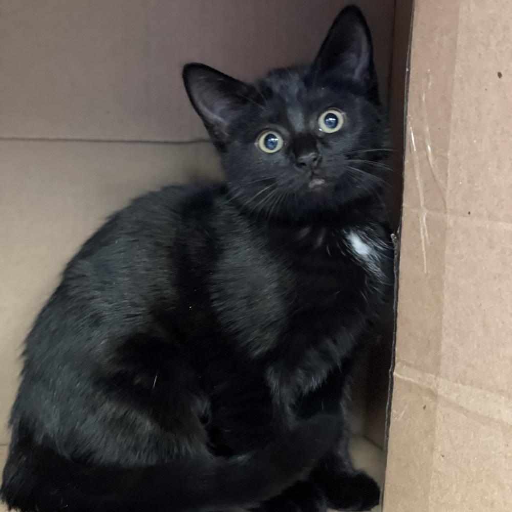 Yamaha, Adoptable, Kitten Female Domestic Short Hair.