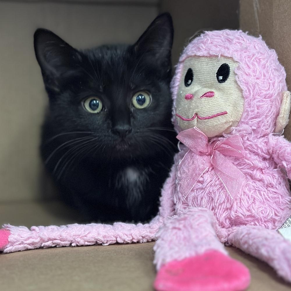 Enlarge Yamaha, a Adoptable mixed breed in Columbus, OH image 2/2