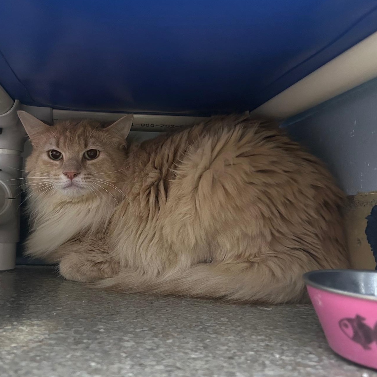 Enlarge Charlie, an adoptable Domestic Medium Hair in Homer, AK image 3/3