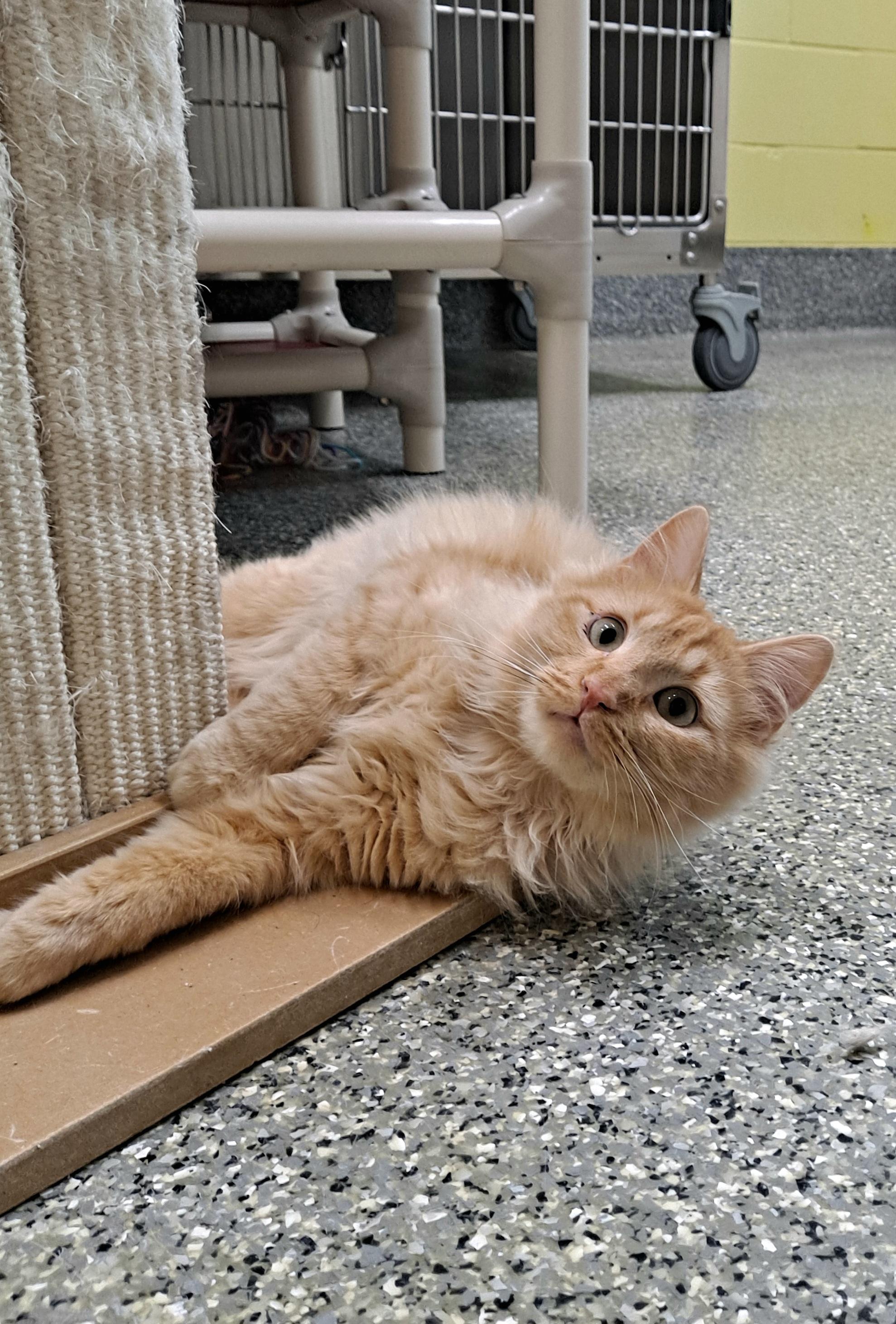 Charlie & Percy, an adoptable Domestic Medium Hair in Homer, AK, 99603 | Photo Image 2