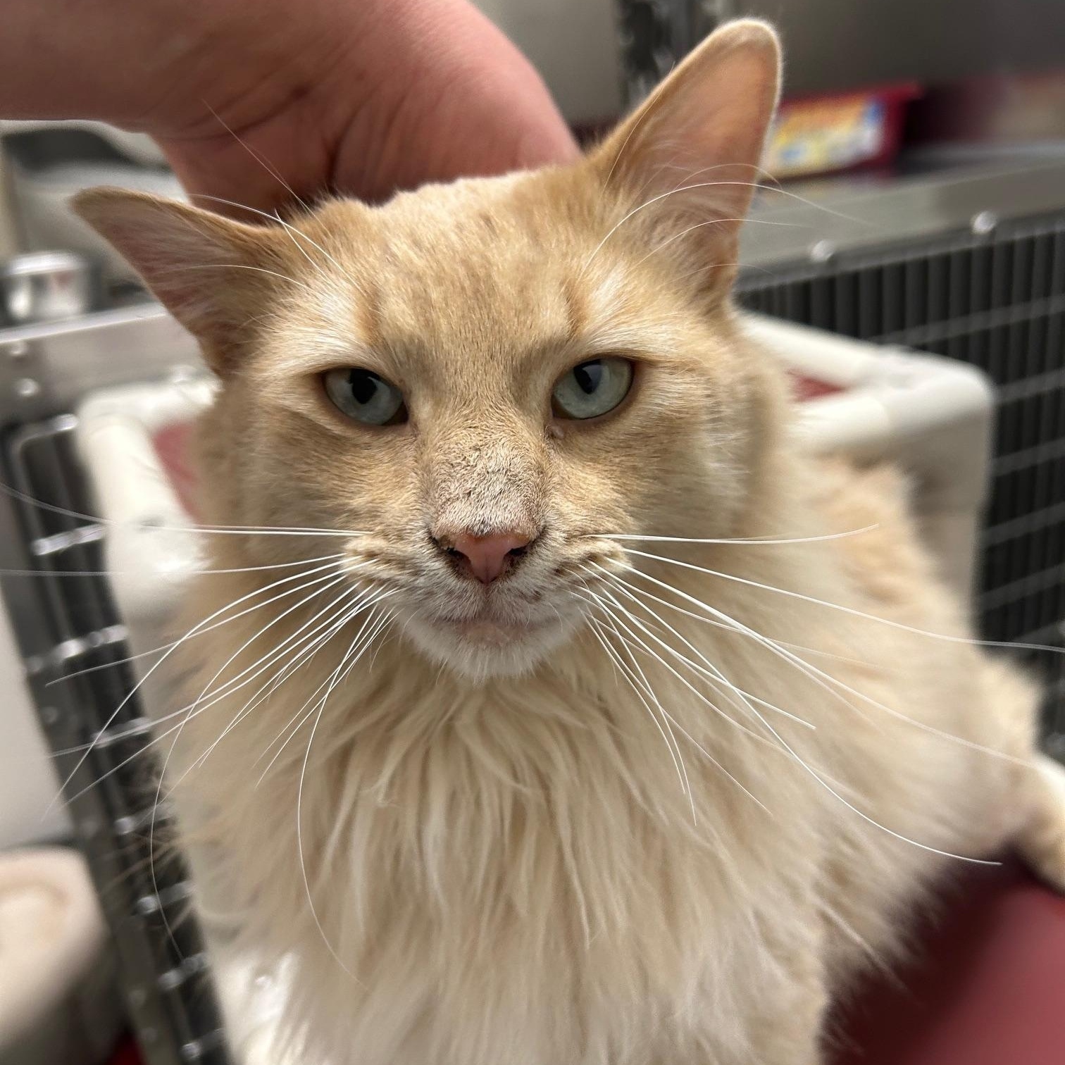 Enlarge Charlie, an adoptable Domestic Medium Hair in Homer, AK image 5/5