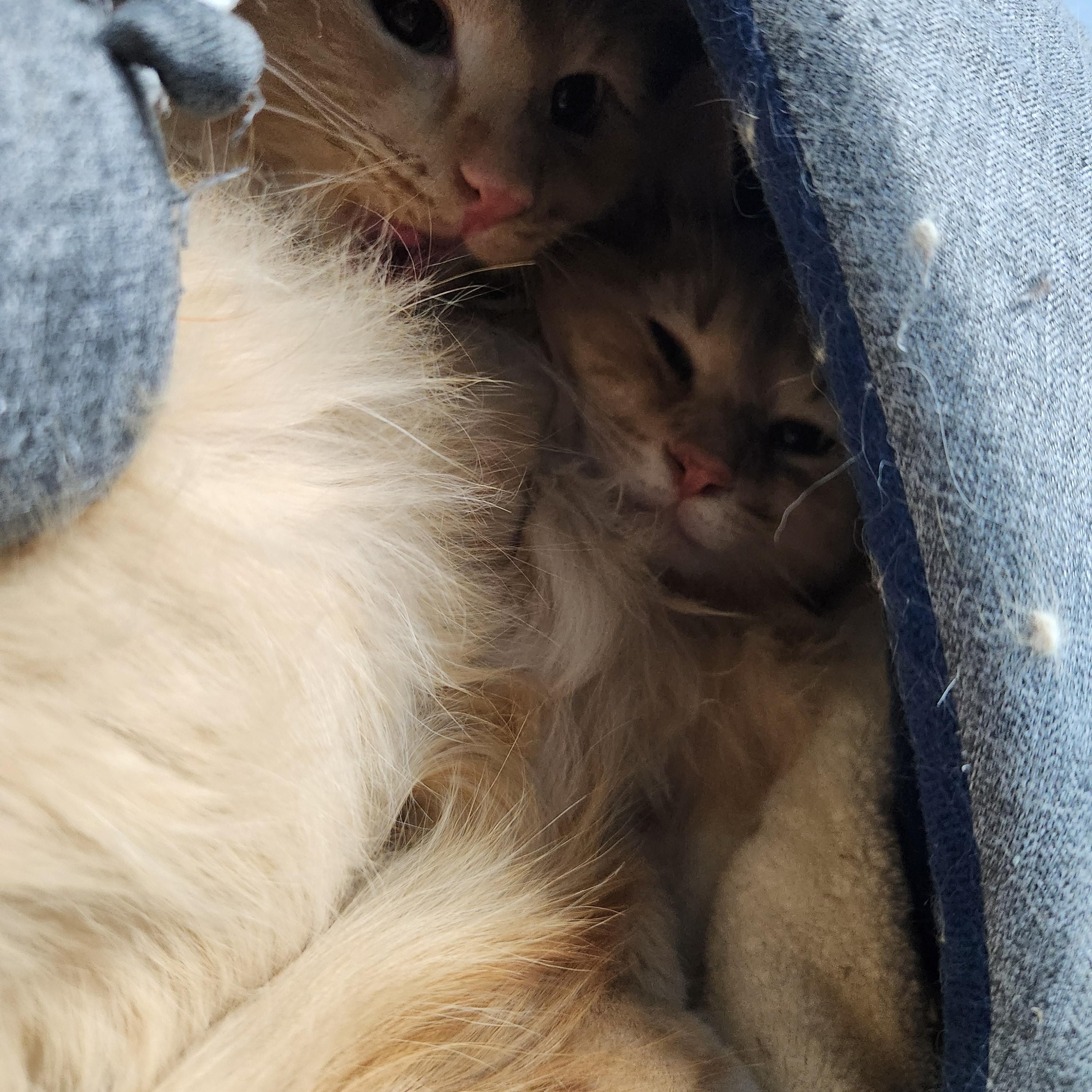 Charlie & Percy, an adoptable Domestic Medium Hair in Homer, AK, 99603 | Photo Image 3
