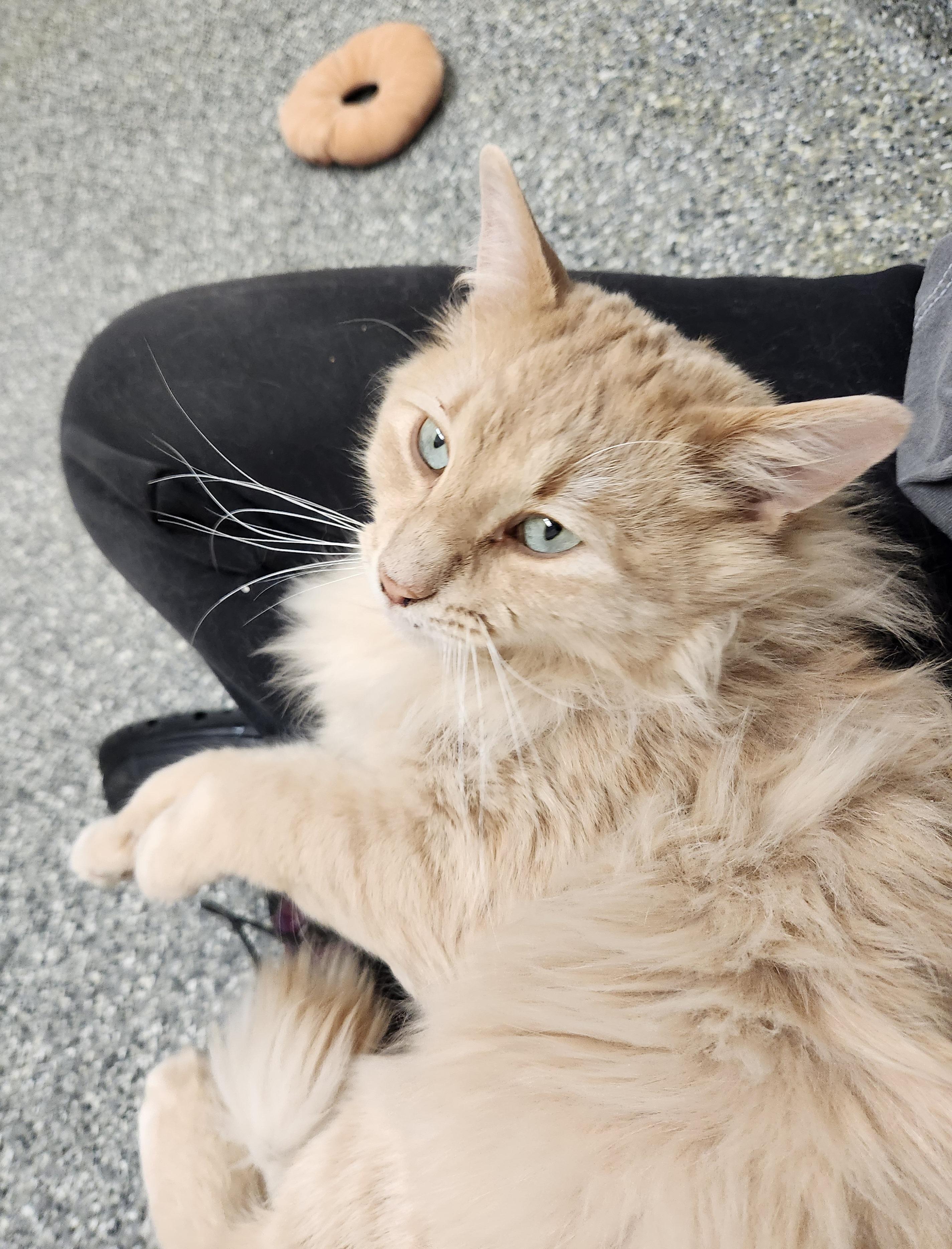 Enlarge Charlie, an adoptable Domestic Medium Hair in Homer, AK image 4/5