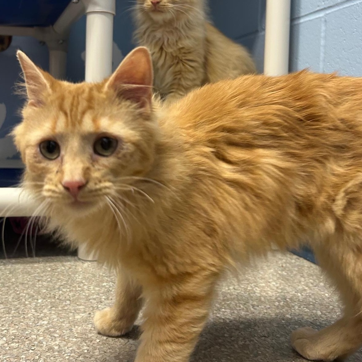 Charlie & Percy, an adoptable Domestic Medium Hair in Homer, AK, 99603 | Photo Image 4