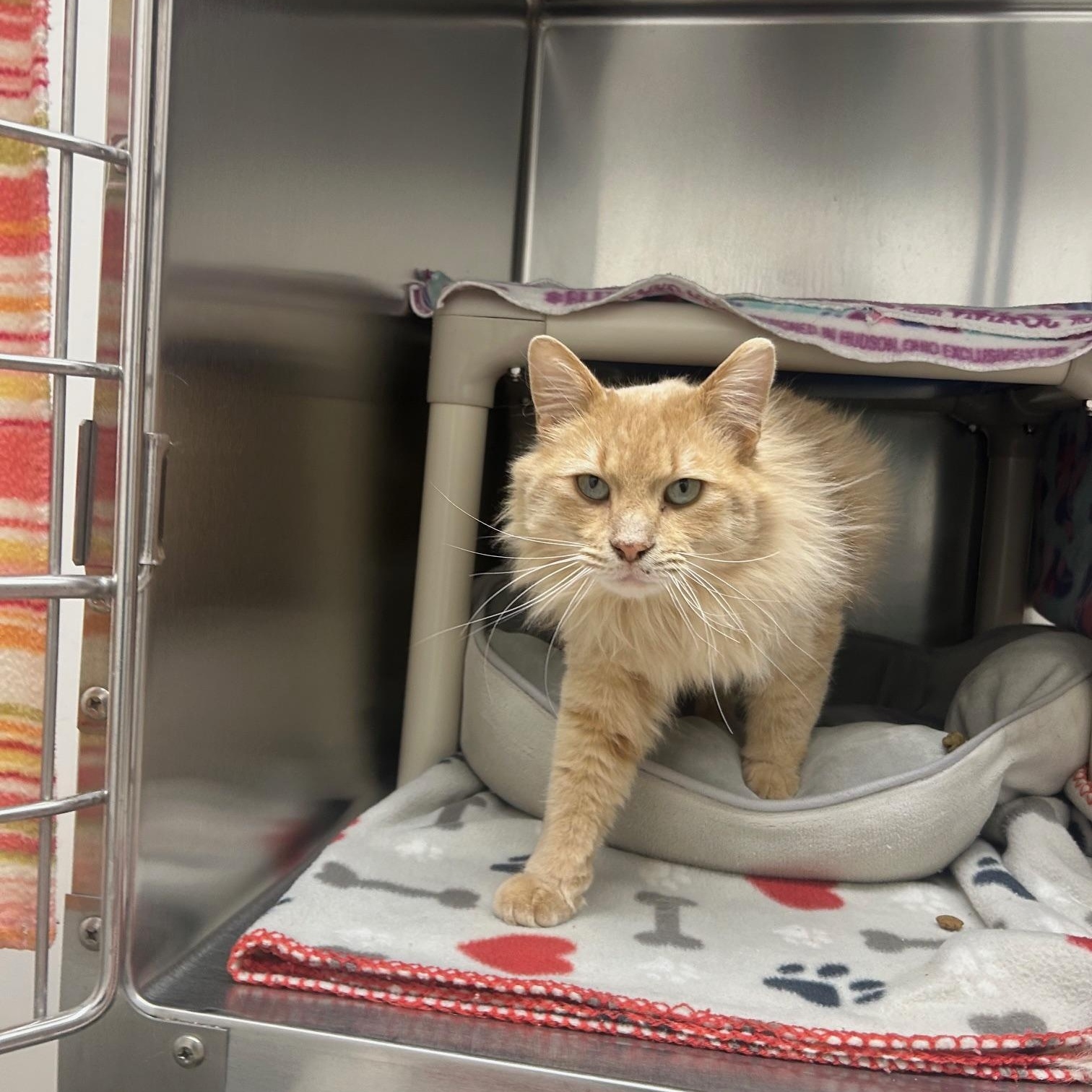 Charlie, adoptable, Young Male Domestic Medium Hair.