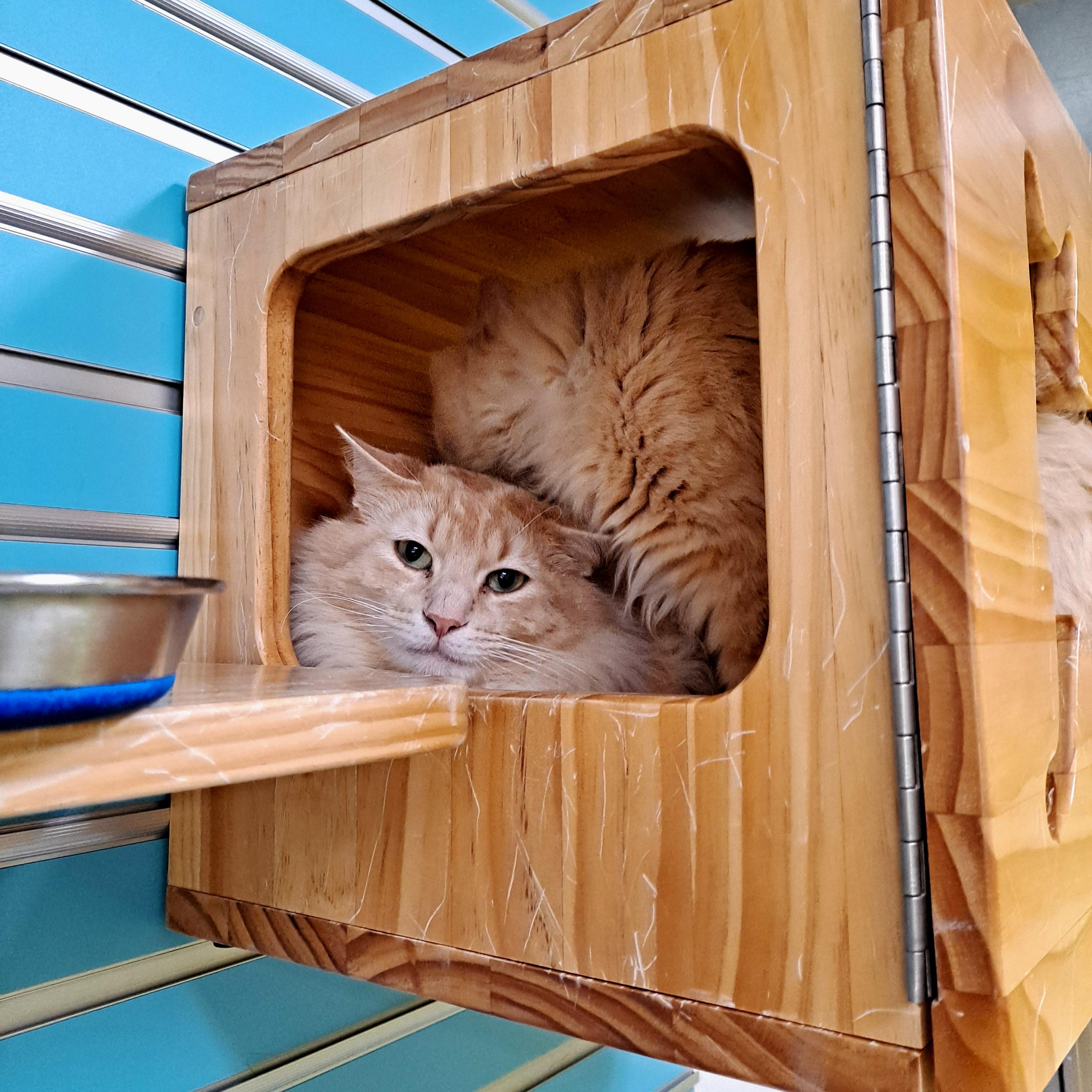 Enlarge Charlie, an adoptable Domestic Medium Hair in Homer, AK image 1/3