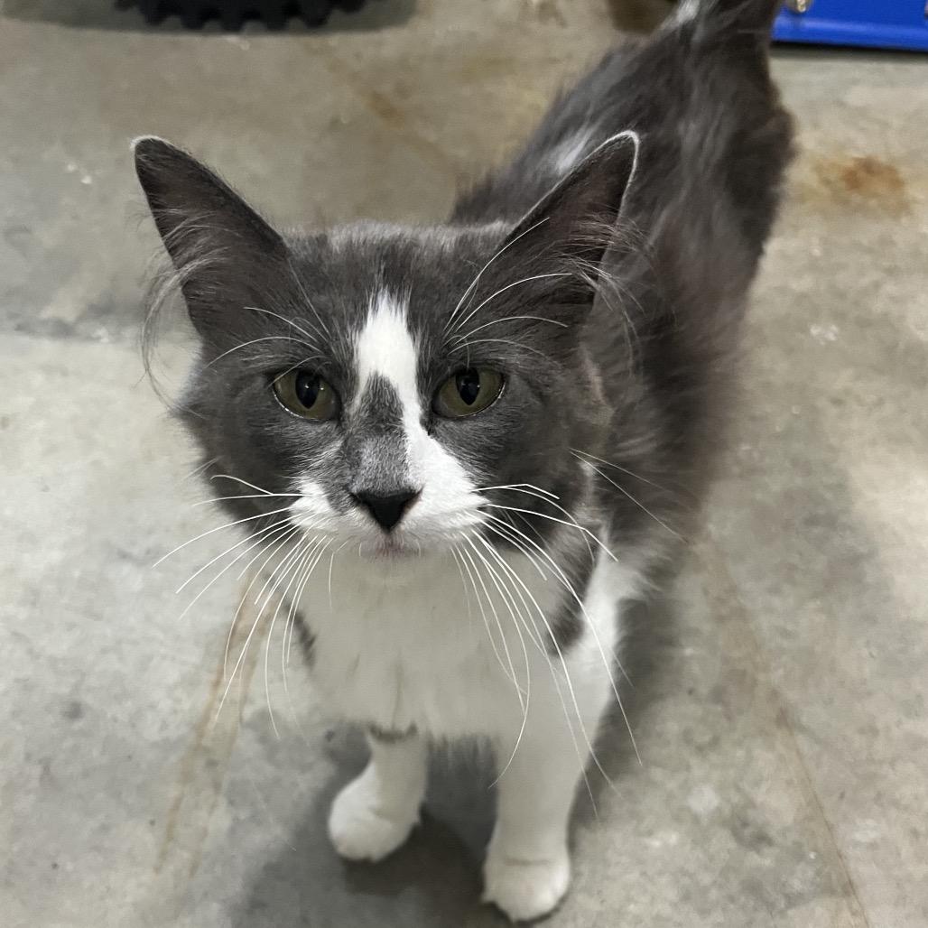 Gemma — thumbnail 3