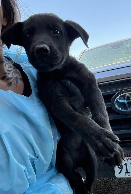 Skye, Adoptable, Puppy Female German Shepherd Dog & Mixed Breed.