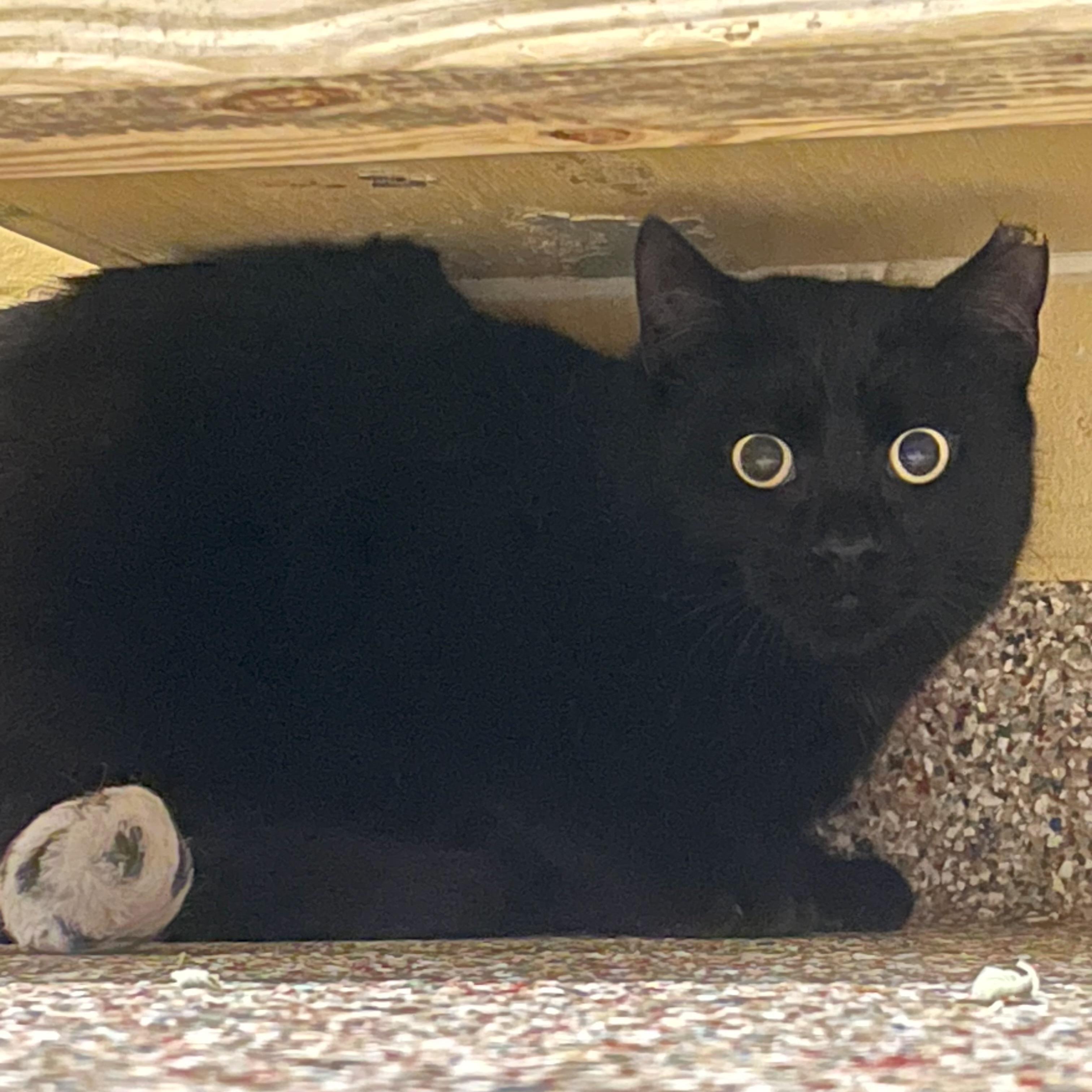 Goose (Barn Cat), Adoptable, Young Male Domestic Short Hair.