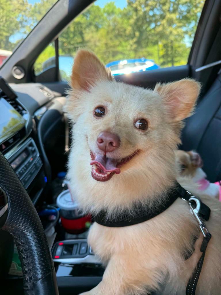 Elliot, Adoptable, Young Male Pomeranian & Chihuahua.