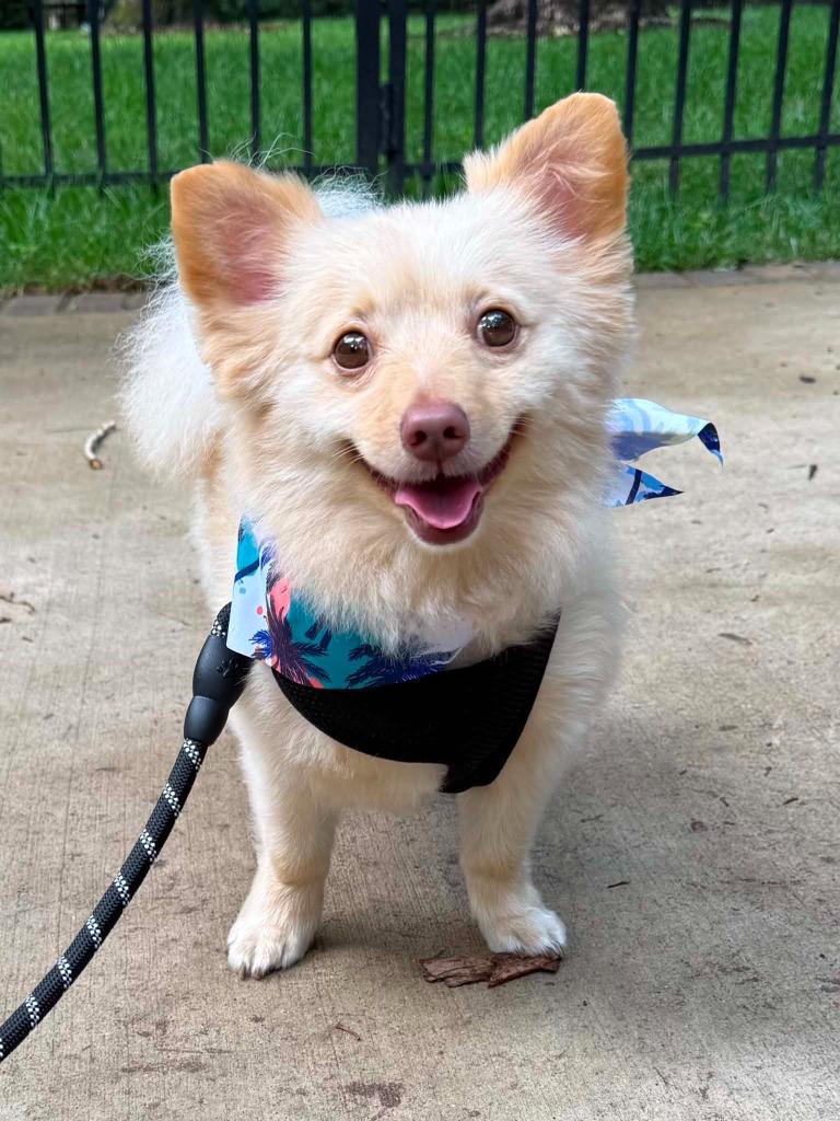 Elliot, a Adoptable mixed breed in Waxhaw, NC image 2/5