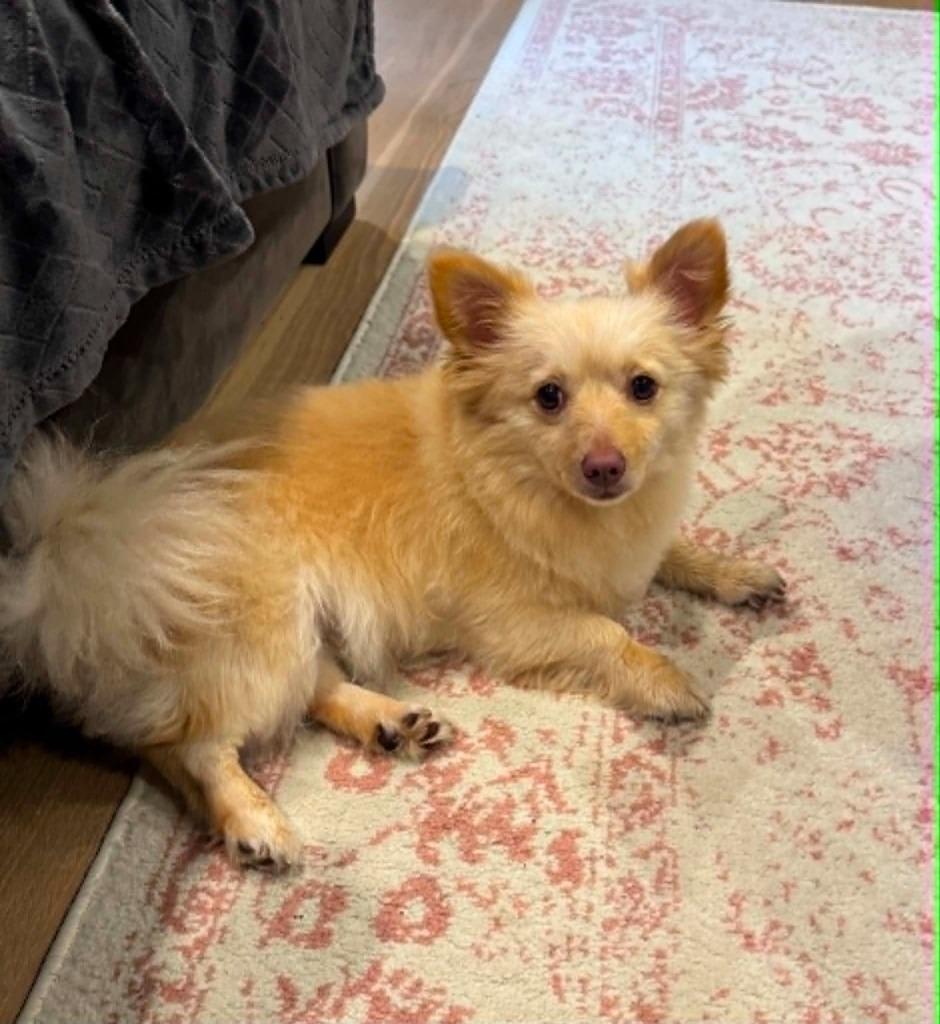 Elliot, Adoptable, Young Male Pomeranian & Chihuahua.
