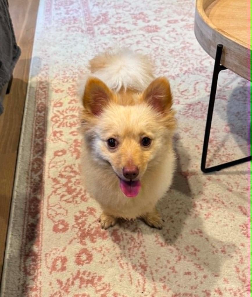 Elliot, a Adoptable mixed breed in Waxhaw, NC image 2/3
