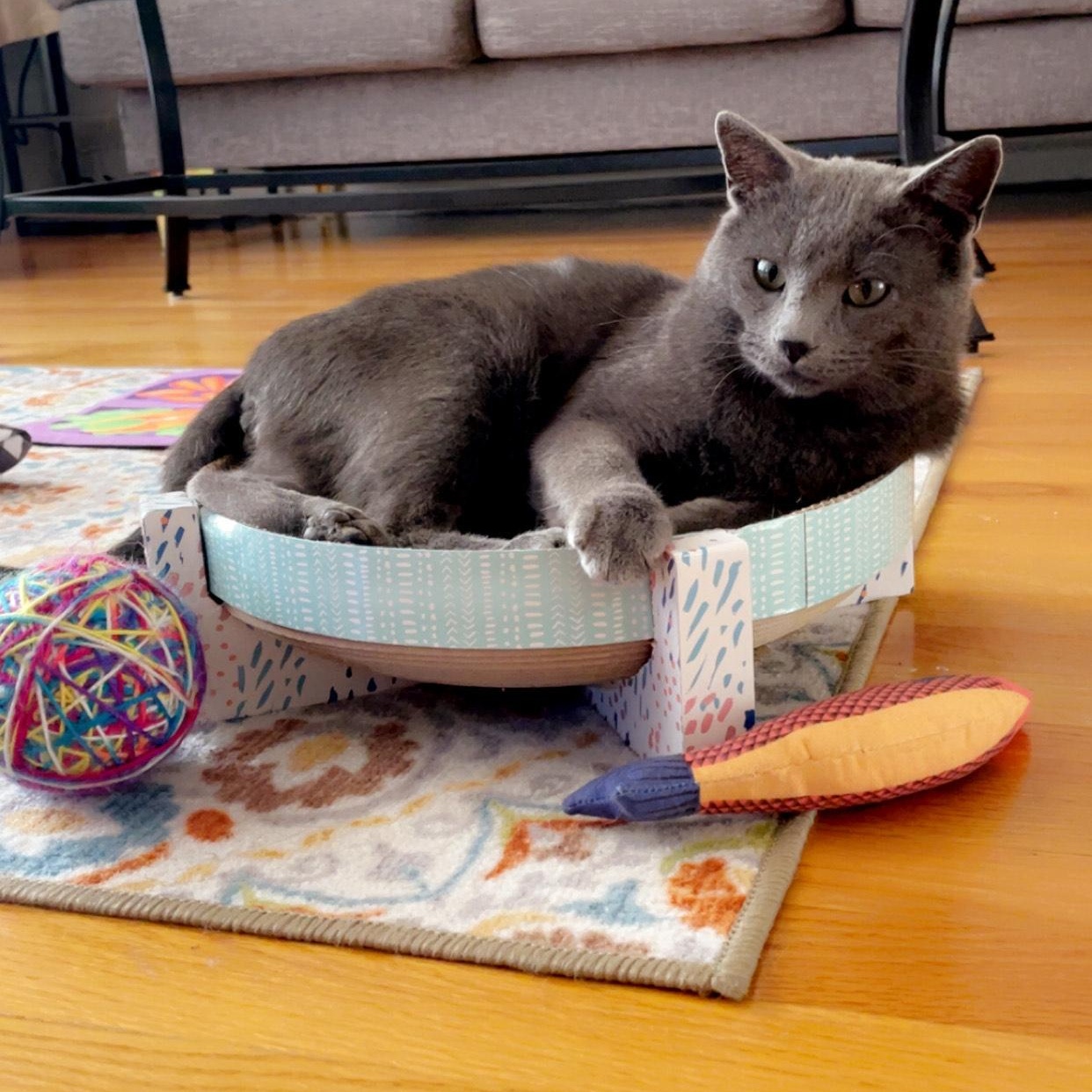 Gandolf, Adoptable, Young Male Domestic Short Hair.